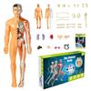 Huang Yem Human Anatomy Model, 3D Organ Model, Human Internal Organs Model with Removable Organs, Anatomical Model Set, Educational Toy for Kids, Chri