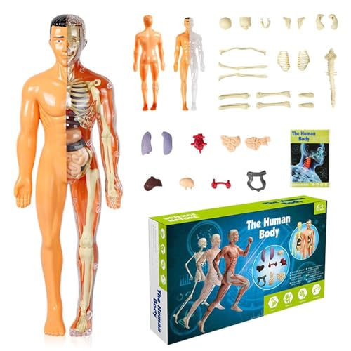 Huang Yem Human Anatomy Model, 3D Organ Model, Human Internal Organs Model with Removable Organs, Anatomical Model Set, Educational Toy for Kids, Chri