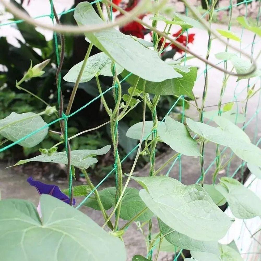 Reusable Climbing Vine Net 2x100 M Vegetable Trellis New Plant Climbing Net  Pond Pool Protection