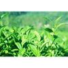 TAETEA Menghai Dayi Ripe Pu erh Tea Cake 357g Authentic