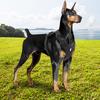 Classic Large Dog Harness Reflective Adjustable Lightweight Pet Dog Harness Comfortable Dog Harness Suitable for Large and Medium- Dogs