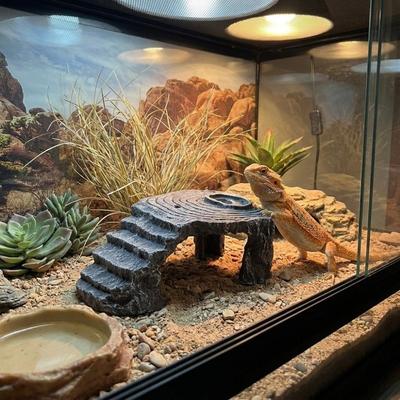Reptiles – Soin des reptiles