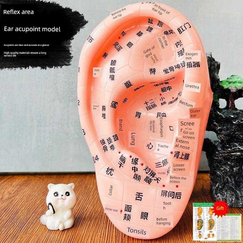 Auricular Points Model Reflective Area Clear Lettering Ear Acupuncture Point Model Auricular Points Mold Ear Bean Auricular Points Pressure Pill National Standard 17cm Ear Model