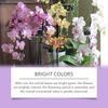 Orchid Plant Growth Agent  Special Nutrient Solution For Flowers And Green Plants  Suitable For Orchid Potted Plants 50ML