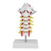 1:1 Human Cervical Vertebra Arteria Spine Spinal Nerves Anatomical Model Anatomy for Science Laboratory