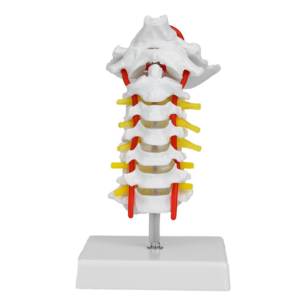 1:1 Human Cervical Vertebra Arteria Spine Spinal Nerves Anatomical Model Anatomy for Science Laboratory