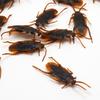 12Pcs Funny Plastic Simulation Cockroach Bug Fly Trick Toy Halloween Party Props