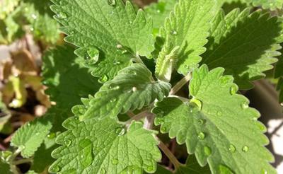 200 Semillas Catnip Catmint - Nepeta Cataria - semillas campesinas reproducibles - SemiWild