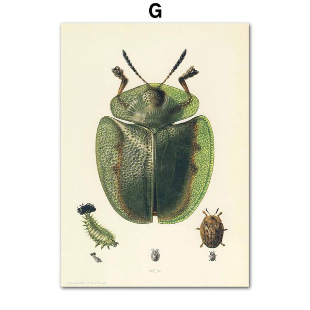 

Винтажный постер с насекомыми-жуками, образец ретро-иллюстрации, настенная живопись на холсте, постеры и принты, картина для гостиной без рамки 21*30cm