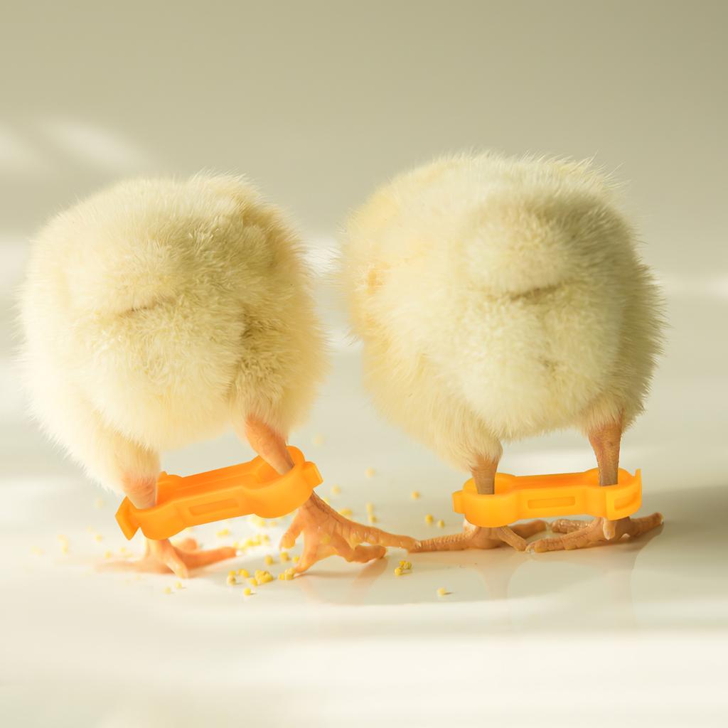 12 szt. Korektor dla ptaków Pierścień na nogę kurczaka papugi Kostkę Akcesoria dla Twoich kurczaków Pcv Obrączka na nogę zwierzęcia Opaski Orteza dla piskląt Gołąb