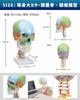 KIYOMARU Color Cervical Skull Model, Human Body Model, Skull Model, Supervised by a Physical Therapist, Life-Size, Includes Nerves and Vertebral Arter