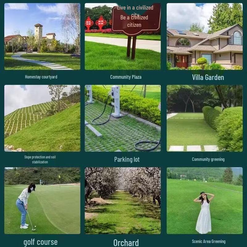 Desert Spring Bermuda Grass Lawn Seeds