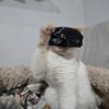 Cat Bat Cool Man Mask Cat Avenger Mask Matte Cute Bat Mask Superhero Toys Cat Bat Pet Man Mask Half Face Cat Mask for Cat & Dogs