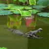 Artificial Fake Crocodile Alligator Head Floating Decoy Resin Garden Decor