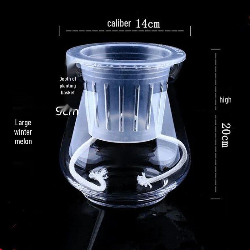 Hydroponic Glass Cylinder Vase for Pothos & Peace Lily - Transparent Water Culture Container with Free Shipping.