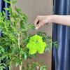Cartoon Charming Monster Plush Figure Ideal For Girls Keychain And Decoration Bag