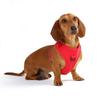 DOOG Neo Sports Harness XL Red