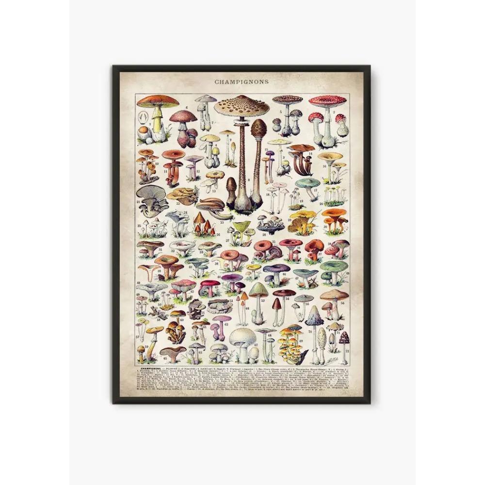 Vintage Antique Book Wall Art Plant Illustration Medicinal Herb Fruit Seaweed Tree Mushroom Canvas Painting Home Decor Gift