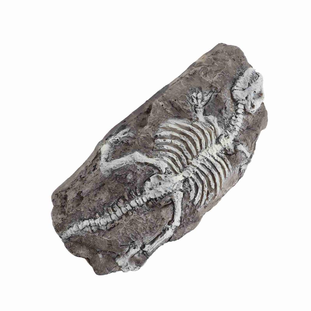 Aquarium Dinosaur Reliquiae Decoration Reptile Resin Dinosaur Reliquiae Rock   for Fish   Aquarium