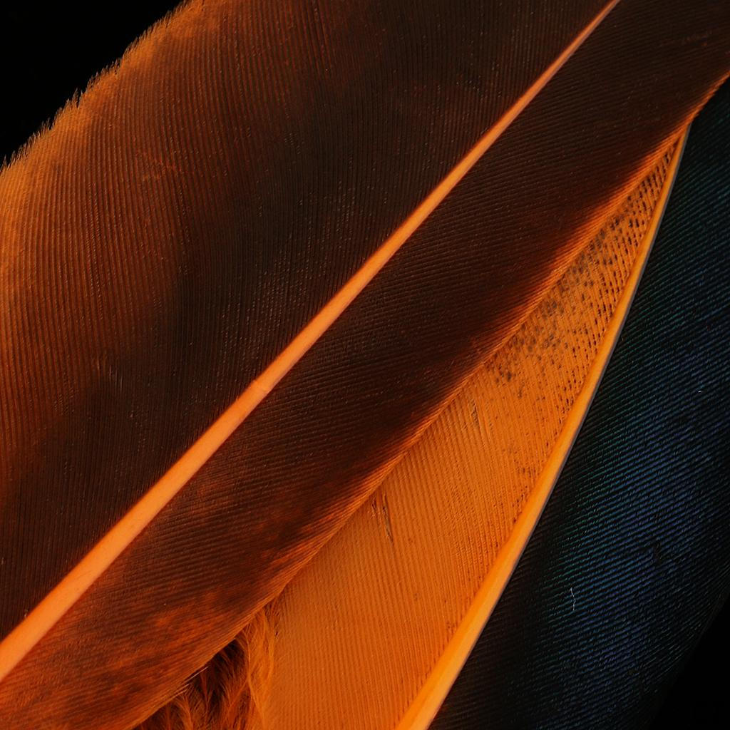 50 Piece 135mm Colorful Wild Duck Feather for Clothing Costume Decoration