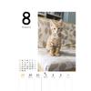 C-O-Two 2027 Kitten Desk Calendar Koneko Mekuri CK-C27-03 Made In Japan Daily Cute Cat Calendar and Memo Pad
