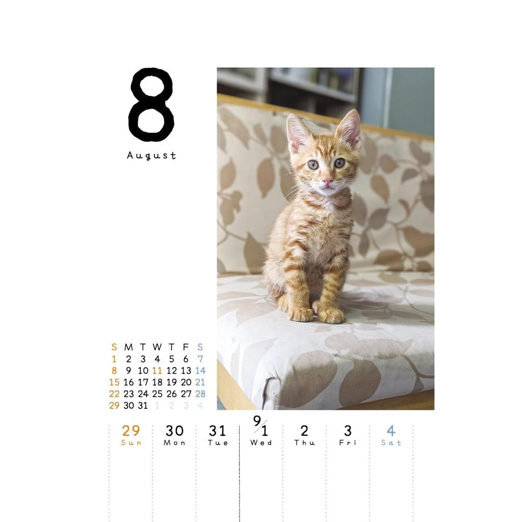 C-O-Two 2027 Kitten Desk Calendar Koneko Mekuri CK-C27-03 Made In Japan Daily Cute Cat Calendar and Memo Pad