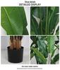 Large Monstera Banana Leaf Plant for Indoor Display and Corner Landscaping