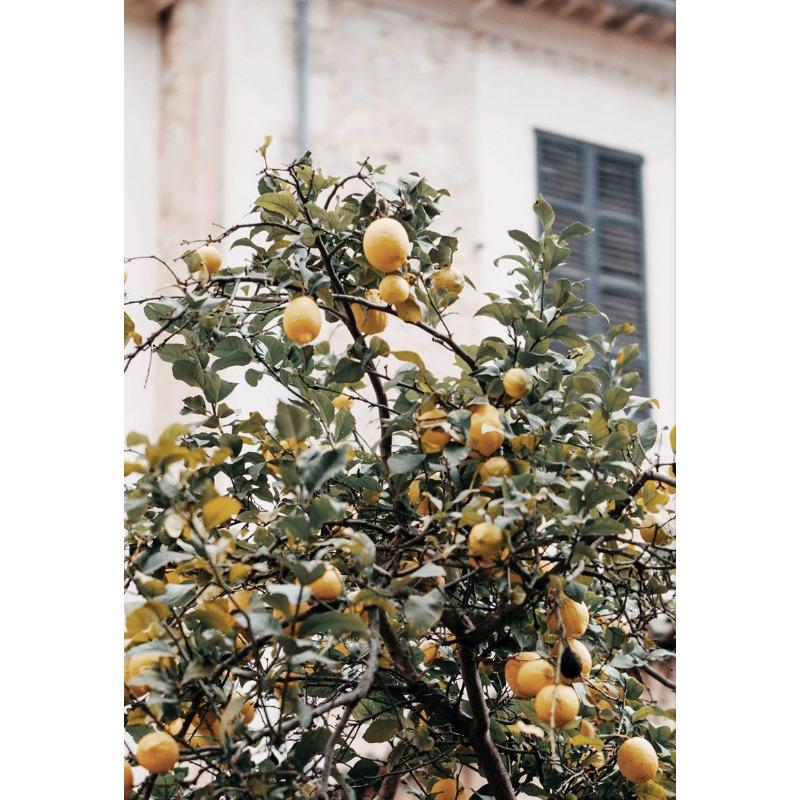 Mediterranean Italy Landscape Olive Trees Countryside Tourism Natural Scenery Posters Canvas Painting Wall Picture Home Decor