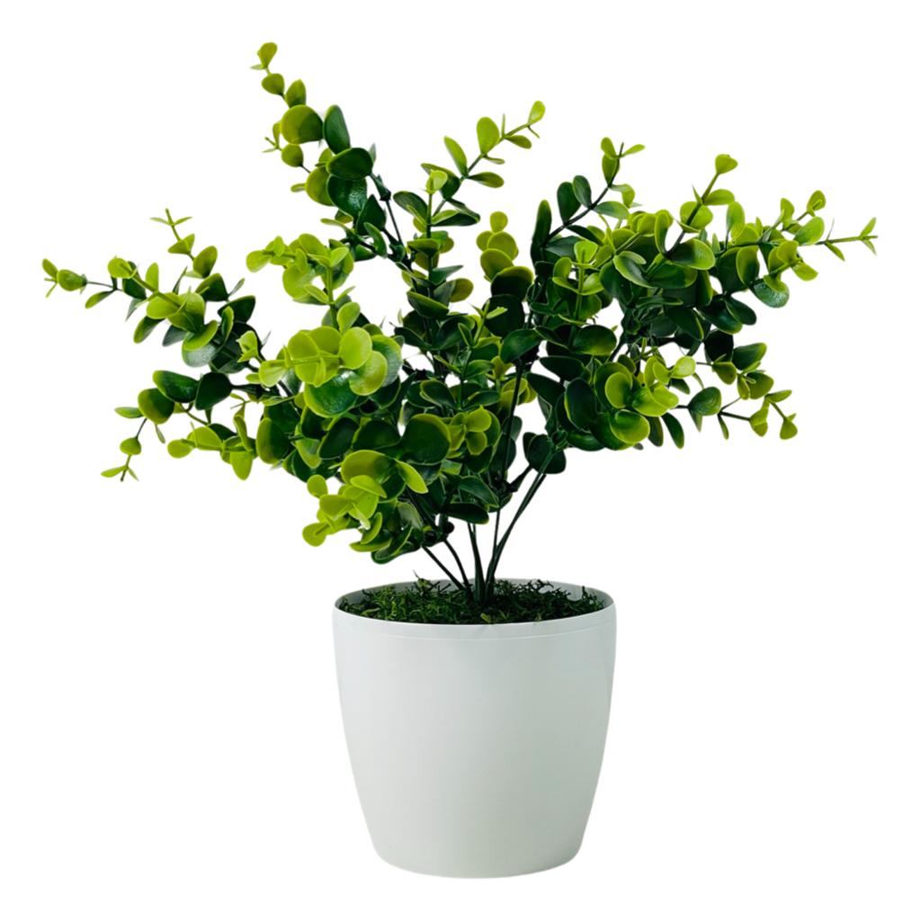 Kwiatek doniczkowy - eukaliptus zielony 30 cm