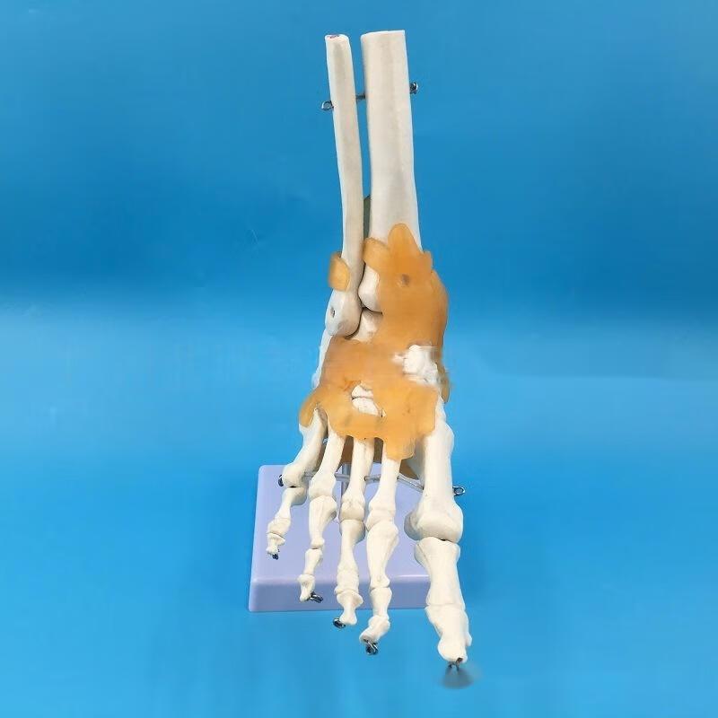 Human Ankle Joint Model with Ligaments