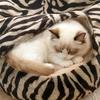 Plüsch-Katzenbett mit Kapuze, halbgeschlossenes beruhigendes Nest, selbstwärmende Höhle, gemütliches Bett für Wohnungskatzen oder kleine Hunde, abnehmbarer waschbarer Bezug mit