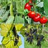 Garden Trellis Netting, Horticultural Lattice Support Square Grid for Climbing Plants Heavy-Duty Plant Support Netting, Ideal for Garden