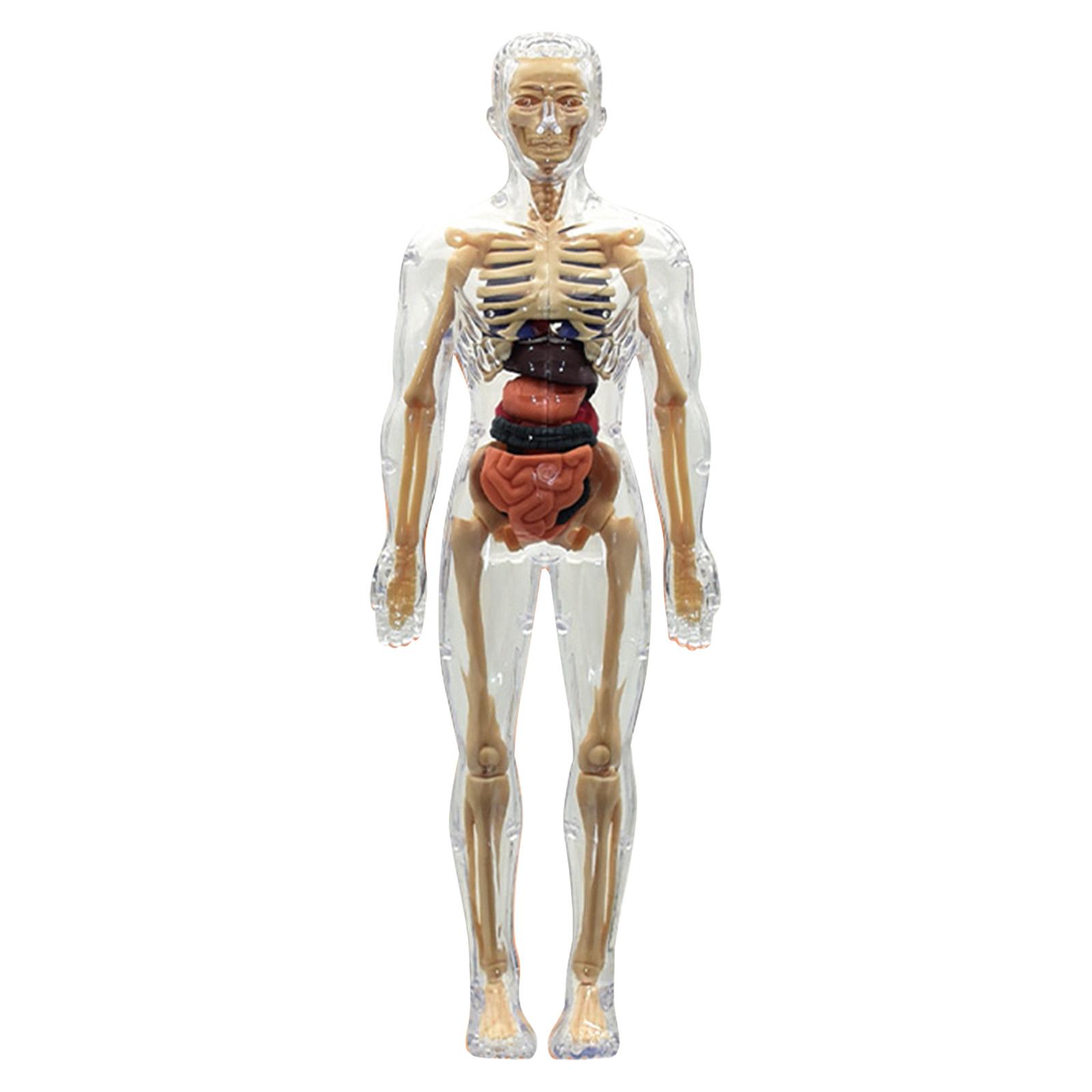 Educational Toys Human Body Structure Model Human Anatomy Model Halloween Physiology Gifts for Kids прозрачный