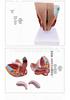 Male Reproductive and Urinary System Teaching Model with Internal and External Genitalia