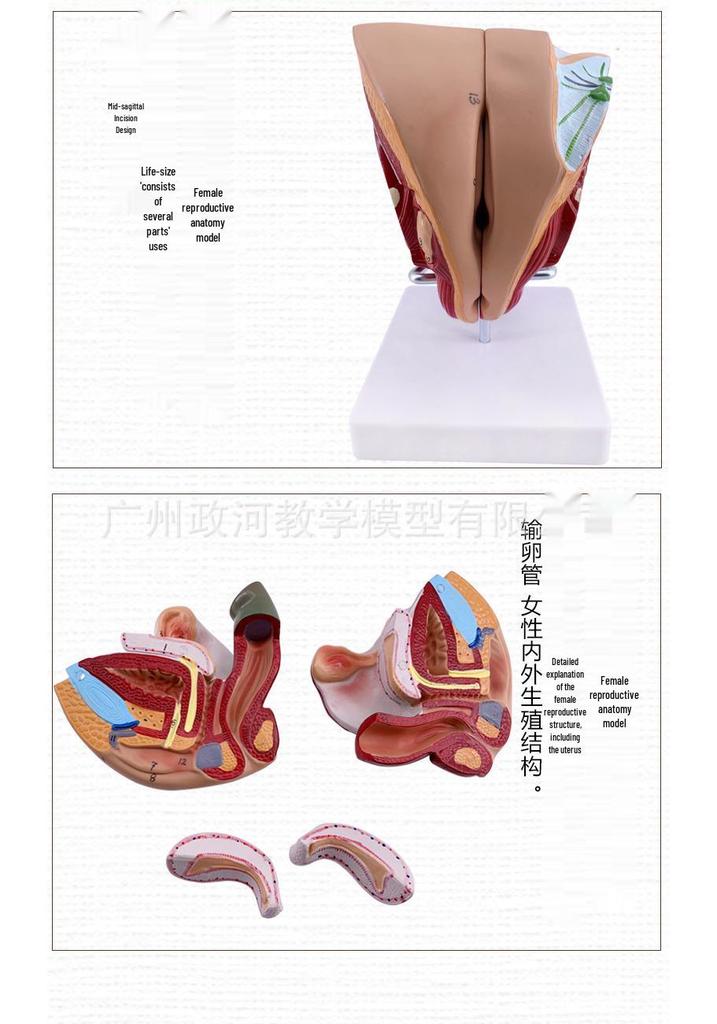 Male Reproductive and Urinary System Teaching Model with Internal and External Genitalia