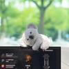 Plush Car Decorations, Cute Animal Dashboard Ornaments, Computer Ornaments