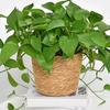 Nordic Rattan Jute Flower Basket - Indoor Tabletop Handmade Decorative Pot