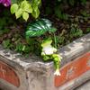 Resin Frog Decorative Ornaments Simulation Animal Ornament  Garden Outdoor Yard Fish Tank Decor