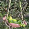 Frog Statues For Garden Sleeping Frog Swing Tree Ornament Realistic Resin Animal Figurine For Yard Garden Lawn Balcony Patio