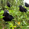 1-5PCS Realistic Black Crow Decoration Flocked Feather Animal Prop Horror Halloween Decor for Home Garden Party Display