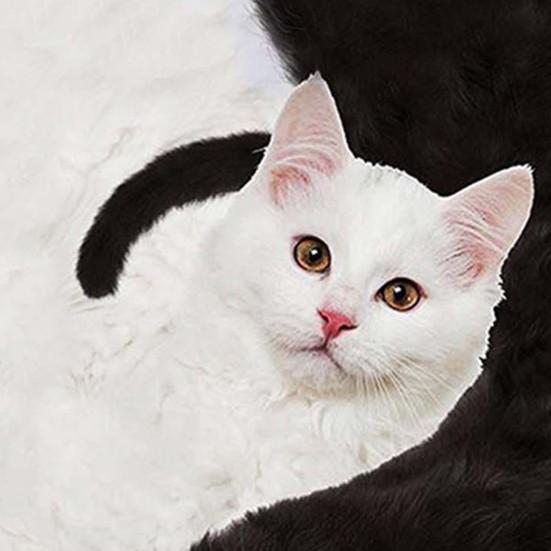 T-shirt Short Sleeve 3D Cats Print Top Men Women Color Block O Neck Blouse for Summer