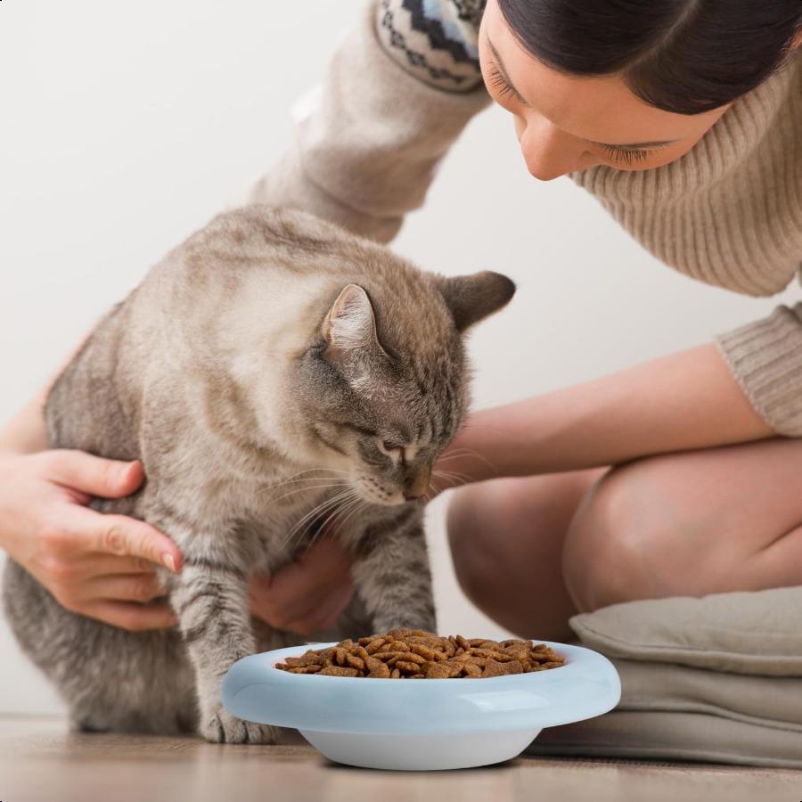 6Inch Ceramic Cat Food Bowl6 Oz Wide Shallow Cat Bowls Whisker Fatigue Relief AntiVomiting Design Spine Protection for Cats Dis