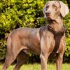 Genuine Leather Dog Harness Adjustable Heavy Duty No Pull Pet Walking Vest for Medium Large Dogs