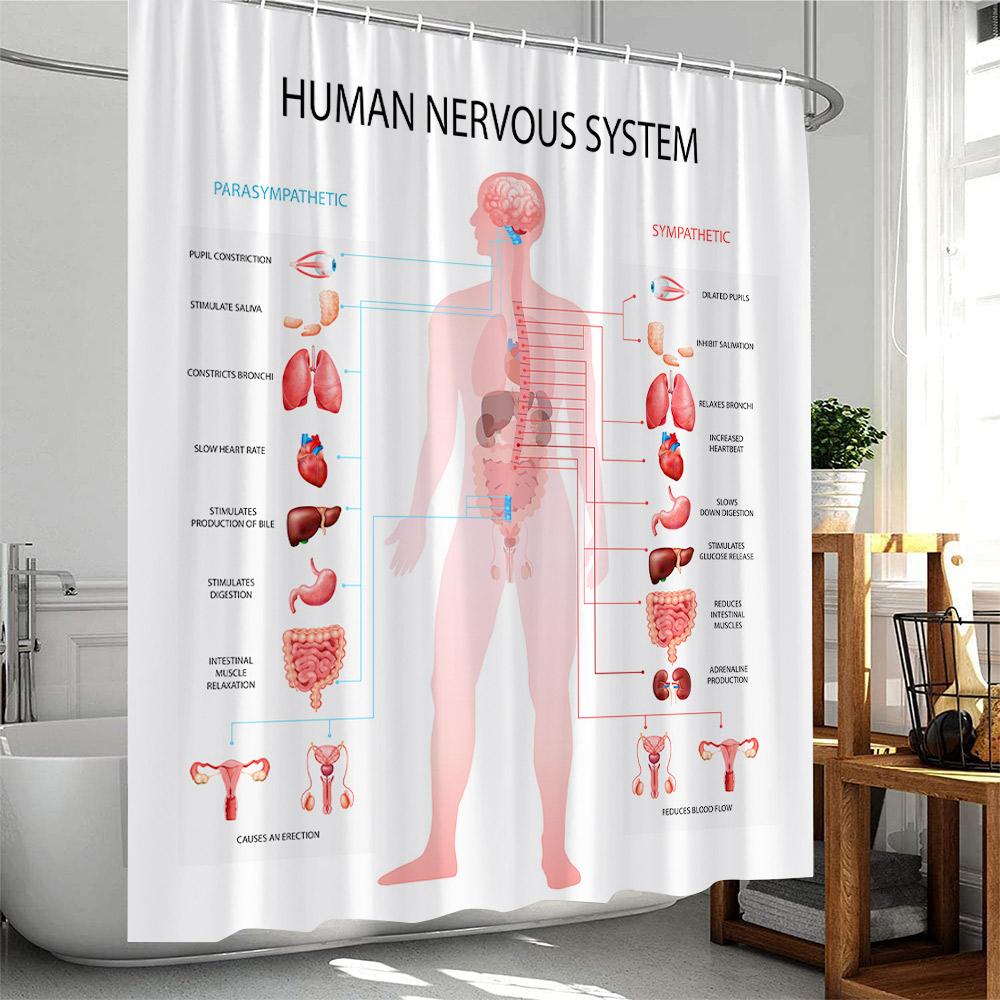 

Human Body Organ Shower Curtain Human Nervous System Bathroom Decoration Modern Polyester Fabric Bath Curtain With Plastic Hooks W60H190(CM)-1 Pcs