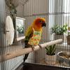 Adjustable Pet Parrot Diaper Fruit Pattern with Bowtie Bird Nappy Soft Fabric Breathable Bird Flight Suits for Cockatiel Pigeons