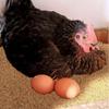 Washable Coir Nesting Pad for Hens Egg-Laying Soft Cushion with Warmth Anti-Breakage Chicken Coop Accessory