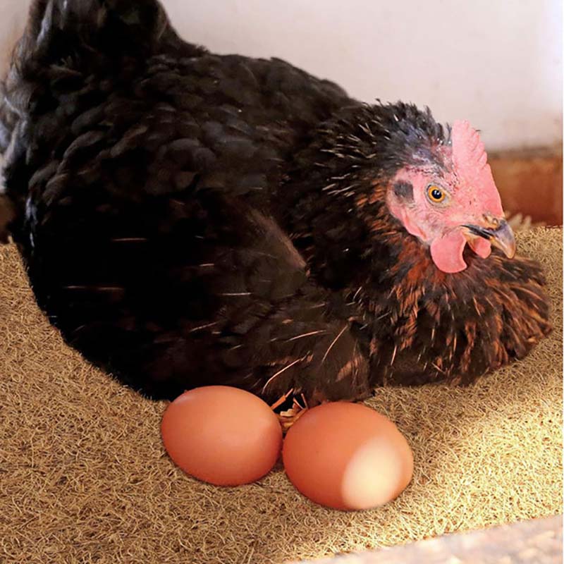 Washable Coir Nesting Pad for Hens Egg-Laying Soft Cushion with Warmth Anti-Breakage Chicken Coop Accessory