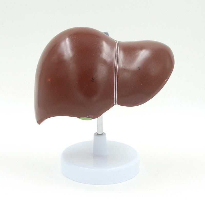 Human Liver, Gallbladder, Pancreas & Spleen Anatomy Model for Teaching & Display