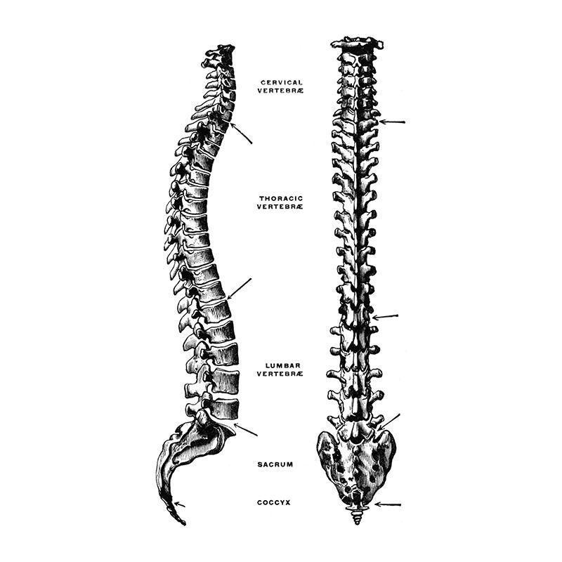 

Анатомия человека Искусство Холст Картина Печать Орган Скелет Винтажный Плакат Образование Картина Для Комнаты Дома Клиника Медицинский Декор Стены 21x30cm No Framed