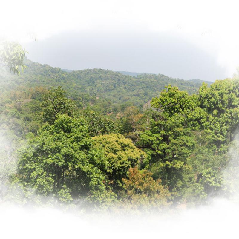 2021 Haiwan Yunnan Sheng Puer Batch 211 čínský čaj Hnědý syrový čaj Puerh 357g